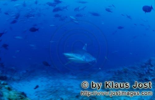 Silvertip shark/Carcharhinus albimarginatus        Silver tip shark comes closer        