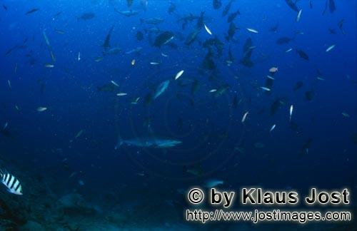 Silvertip shark/Carcharhinus albimarginatus        Silver tip shark swimming in a shoal of fish  