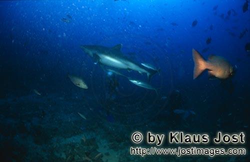 Silberspitzenhai/Silvertip shark/Carcharhinus albimarginatus        Silvertip shark (Carcharhinus al