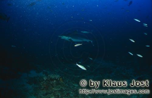 Silvertip shark/Carcharhinus albimarginatus        Silvertip shark at Shark Reef    