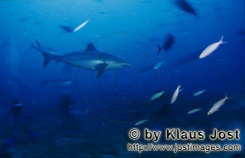 Silvertip shark/Carcharhinus albimarginatus        Silver tip shark patrols at Shark Reef        