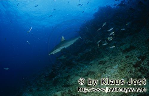 Grauer Riffhai/Gray reef shark/Carcharhinus amblyrhynchos        Gray reef shark        The grey reef sh