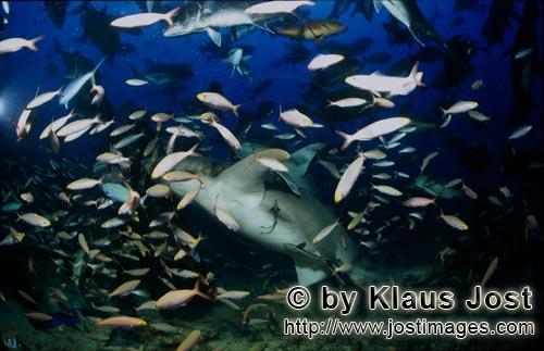Gewoehnlicher Ammenhai/Tawny nurse shark/Nebrius ferrugineus        Tawny nurse shark surrounded by 
