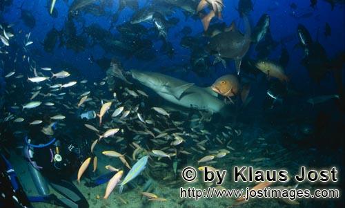 Gewoehnlicher Ammenhai/Tawny nurse shark/Nebrius ferrugineus        Tawny nurse shark grabs a fish b