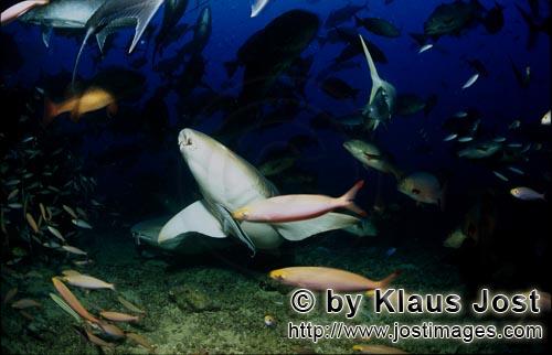 Gewoehnlicher Ammenhai/Tawny nurse shark/Nebrius ferrugineus        Tawny nurse sharks close on the 