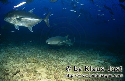 Gewoehnlicher Ammenhai/Tawny nurse shark/Nebrius ferrugineus        Tawny nurse shark        