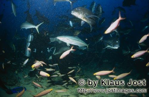 Gewoehnlicher Ammenhai/Tawny nurse shark/Nebrius ferrugineus        Tawny nurse shark in Fish concen