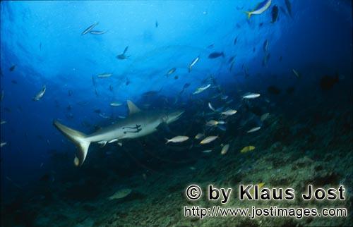 Grauer Riffhai/Gray reef shark/Carcharhinus amblyrhyncho        Gray reef shark (Carcharhinus amblyr