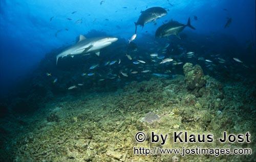 Bull Shark/Carcharhinus leucas        Bull shark reaches the Shark Reef        Together with the Tig