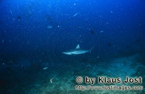 Grauer Riffhai/Gray reef shark/Carcharhinus amblyrhynchos        Gray reef shark        The grey reef sh