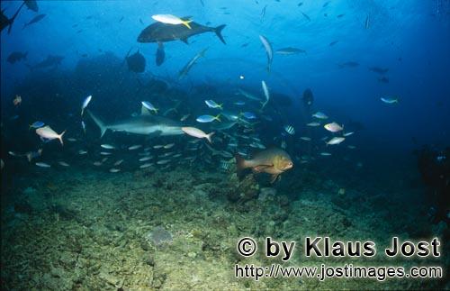 Grauer Riffhai/Gray reef shark/Carcharhinus amblyrhynchos        Grauer Riffhai in einem Fischschwarm    