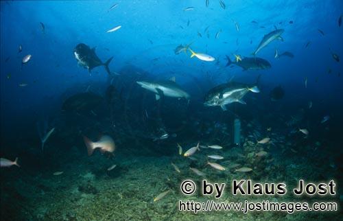 Grauer Riffhai/Gray reef shark/Carcharhinus amblyrhynchos        Gray reef shark, and Giant Trevally