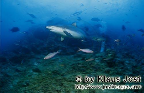 Grauer Riffhai/Gray reef shark/Carcharhinus amblyrhynchos        Gray reef shark (Carcharhinus ambly