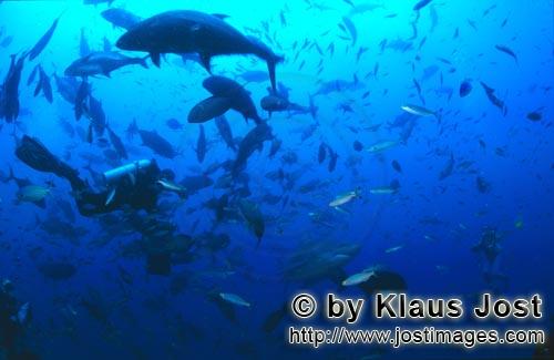 Bullenhai/Bull Shark/Carcharhinus leucas            Bullenhai schwimmt durch eine Luecke zwischen zwei Ta