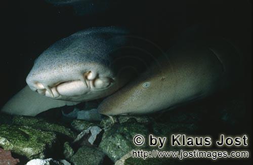 Gewoehnlicher Ammenhai/Tawny nurse shark/Nebrius ferrugineus            Gewoehnlich