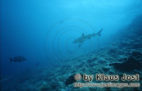 Schwarzspitzen-Riffhai/Blacktip reef shark/Carcharhinus melanopterus        Blacktip reef shark                