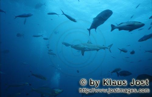 Bullenhai/Bull Shark/Carcharhinus leucas        Bullenhai durchquert Fischschwarm    Bull Shark         Der g