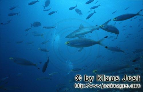 Bullenhai/Bull Shark/Carcharhinus leucas        Bullenhai im Fischschwarm    Bull Shark         Der gemeine G