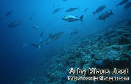 Bullenhai/Bull Shark/Carcharhinus leucas        Bullenhai schwimmt zum Shark Reef    Bull Shark         Der g
