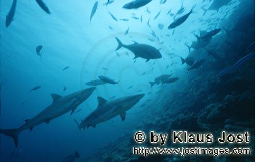 Grauer Riffhai/Gray reef shark/Carcharhinus amblyrhynchos        Gray reef sharks (Carcharhinus ambl