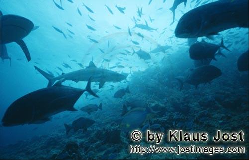 Bullenhai/Bull Shark/Carcharhinus leucas            Bullenhai trifft am Shark Reef ein        Bull Shark         