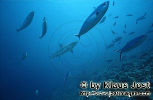 Bullenhai/Bull Shark/Carcharhinus leucas        Bullenhai schwimmt nach oben    Bull Shark         Der gemein