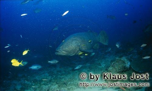 Riesenzackenbarsch/Giant grouper/Epinephelus lanceolatus        Giant grouper                                      