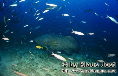 Riesenzackenbarsch/Giant grouper/Epinephelus lanceolatus        Giant grouper                    