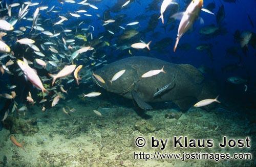 Riesenzackenbarsch/Giant grouper/Epinephelus lanceolatus        Giant grouper                        