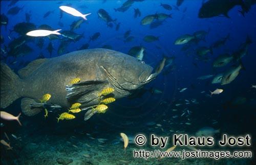 Riesenzackenbarsch/Giant grouper/Epinephelus lanceolatus        Giant grouper        "Ratu Rua" t