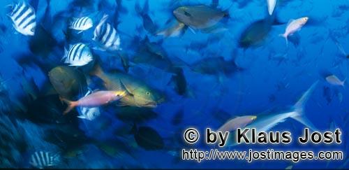 Fischansammlung/Fish gathering        Bunte Korallenfische am Shark Reef    colored coral fishes        Bei 
