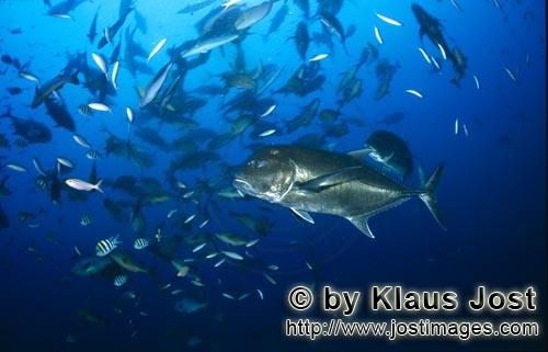 Dickkopf-Makrele/Giant Trevally/Caranx ignobilis          Giant Travelly und andere Fischarte