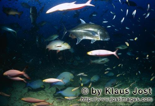 Dickkopf-Makrele/Giant Trevally/Caranx ignobilis        Dickkopf-Makrele und bunte Korallenfische    Gian