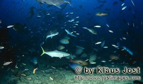 Fischansammlung/Fish gathering            Fische am Shark Reef      colored