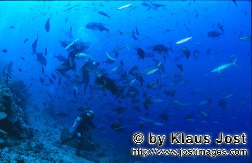 Fischansammlung/Fish gathering            Taucher im Fischschwarm      cora
