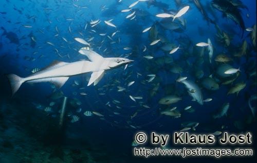 Fischansammlung/Fish gathering            Fischkonzentration am Shark Reef   <b