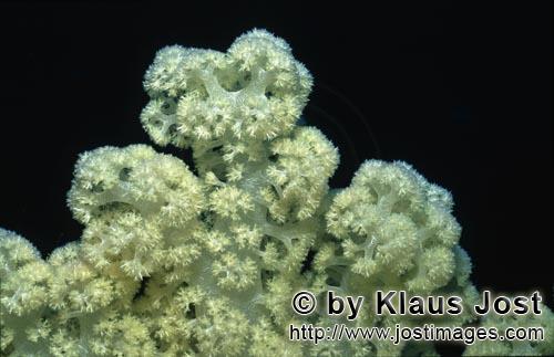 Weichkoralle/soft coral/Dendronephthya sp        Soft coral            