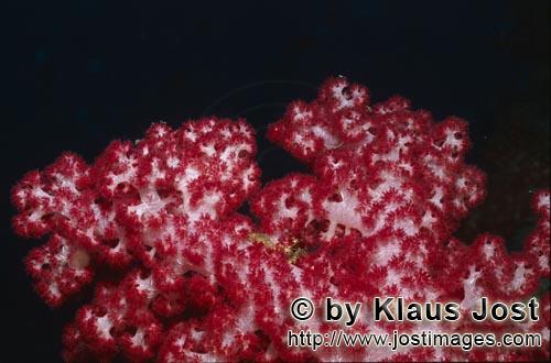 Weichkoralle/soft coral/Dendronephthya sp        Soft coral (Dendronephthya sp)        