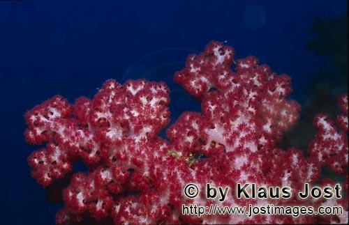 Weichkoralle/soft coral/Dendronephthya sp        soft coral            