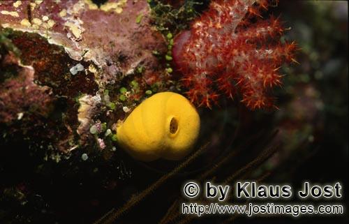 Gelber Schwamm/Yellow sponge/Leucetta chagosensis        Gelber Schwamm an einem Korallenriff in der Be