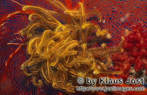 Gelber Haarstern/Yellow feather star/Comanthina sp.        Yellow feather star            