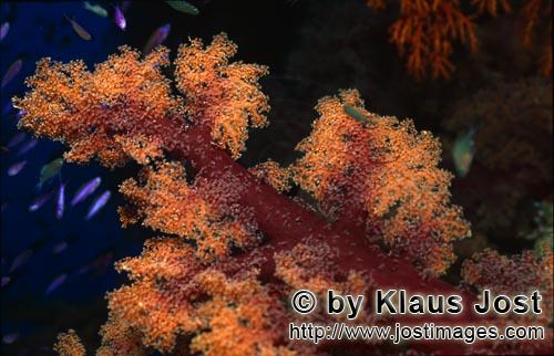 Weichkoralle/soft coral/Dendronephthya sp        Soft coral            