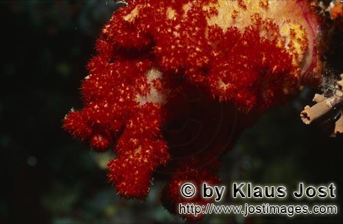 Weichkoralle/soft coral/Dendronephthya sp        Soft coral         