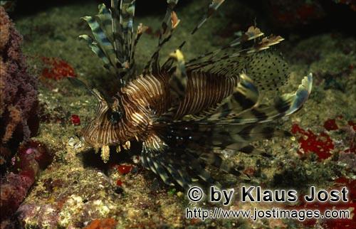 Rotfeuerfisch/Lionfish/Pterois volitans            Lionfish - Pterois volitans    