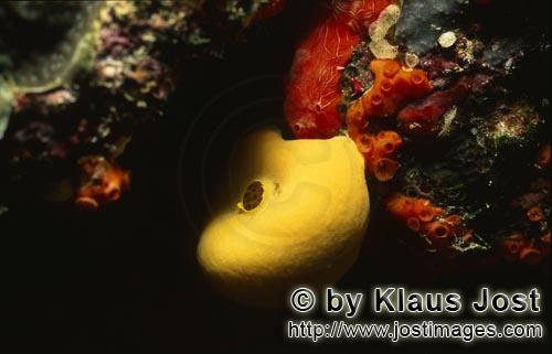 Gelber Schwamm/Yellow sponge/Leucetta chagosensis        Yellow sponge        Der intensiv leuchtende Gelbe