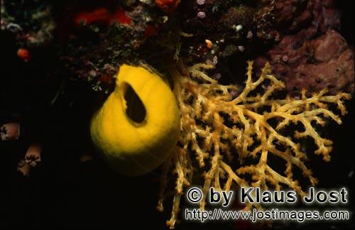 Gelber Schwamm/Yellow sponge/Leucetta chagosensis        Leuchtend Gelber Schwamm     Yellow sponge        De