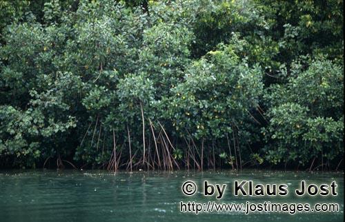 Red Mangrove/Rhizophora mangle         Glorious mangroves at Qarani-Qio River