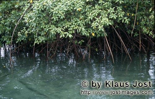 Rote Mangrove/Red Mangrove/Rhizophora mangle L.         Mangroven am Ufer des Qara-ni-Qio River            