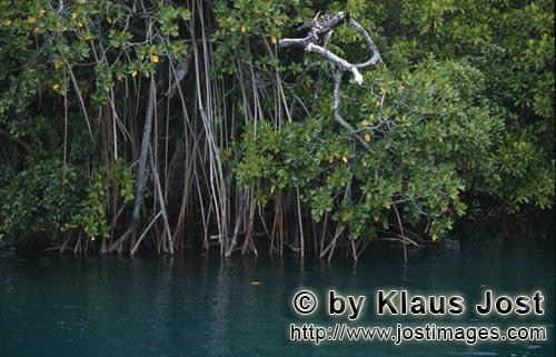 Rote Mangrove/Red Mangrove/Rhizophora mangle L.         Density mangroves at Qarani-Qio River      