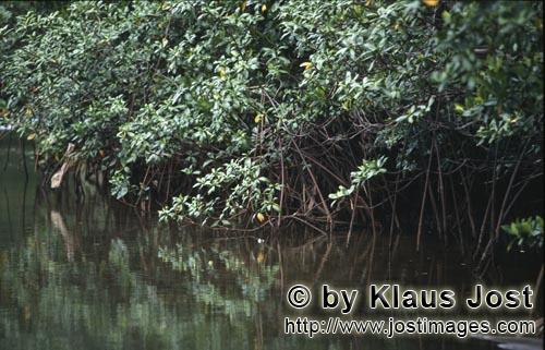 Red Mangrove/Rhizophora mangle L.         Red Mangrove (Rhizophora mangle L.)            